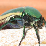 Green Scarab Beetle image