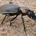 Ground Beetle image