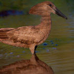 Hamerkop Bird image