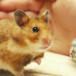 Hamsters image