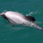 Hectors Dolphin image