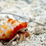 Hermit Crabs image