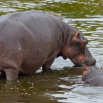 Common Hippopotamus image