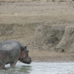 Hippopotamus image