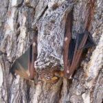 Galapagos Hoary Bat image