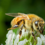 Honey Bee image