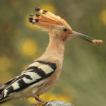 Hoopoe Birds image