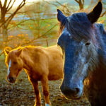 Horses image