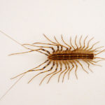 House Centipede image