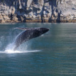 Galapagos Humpback Whale image