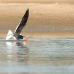 Indian Skimmer Bird image
