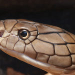 King Cobra Snakes image