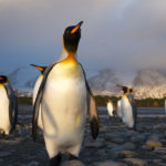 King Penguin image