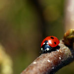 Ladybird image