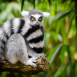 Lemur image