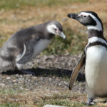Magellanic Penguin image