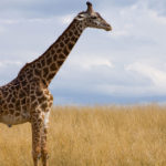 Masai Giraffe image