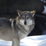 Mexican Wolf image