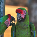 Military Macaw Parrot image