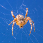 Orb Weaver Spiders image