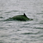 Pantropical Spotted Dolphins image