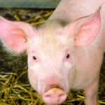 Pigs image