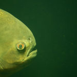 Piranha Fish image