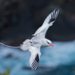 Galapagos Red Billed Tropic Bird image