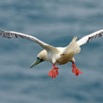 Galapagos Red Footed Booby Bird image