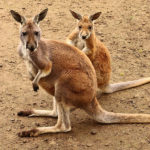 Red Kangaroo image