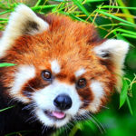Red Pandas image