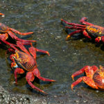 Red Rock Crabs image