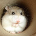 Roborovski Hamsters image