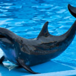 Rough-Toothed Dolphins image