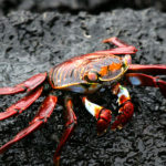 Sally Lightfoot Crab image