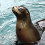 Sea Lion image
