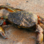 Green Crabs image