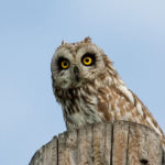 Galapagos Short Eared Owl image