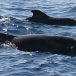 Galapagos Short Finned Pilot Whale image