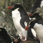 Snares Penguin image