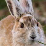 Snowshoe Hare image