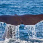 Galapagos Sperm Whale image