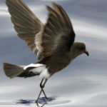 Galapagos Storm Petrel Bird image
