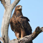 Tawny Eagle image