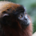Titi Monkeys image