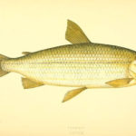 Vendace Fish image