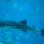 Galapagos Whale Shark image
