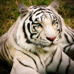 White Bengal Tiger image