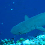 Galapagos White Tipped Reef Shark image
