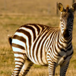Zebras image